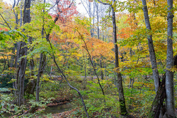Beautiful fall color of the Tsutanuma area