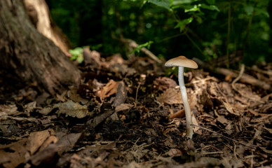 Mushroom