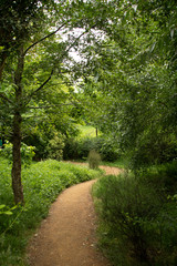 path in forest