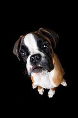Cute boxer puppy sitting on black background