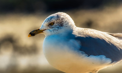 A closeup of the side view of a seagull with a blurred background.