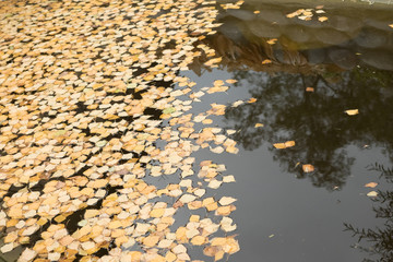 Yellow birch leaves falling on the water