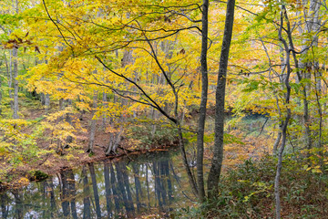 Beautiful fall color of the Tsutanuma area