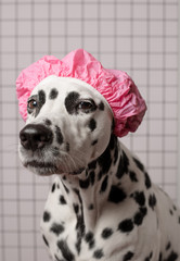 Dissatisfied dalmatian dog in pink bath cap in bathroom on a white tile background. Sad dog's...