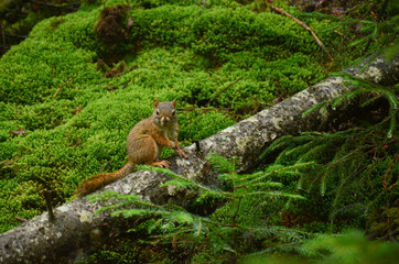 Écureuil regardant l'appareil photo
