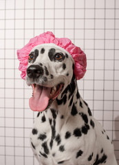 Cute dalmatian dog in pink bath cap in bathroom on a white tile background. Happy dog's muzzle. Dog...
