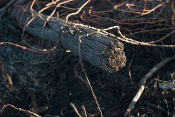 Fence Post After Controlled Burn