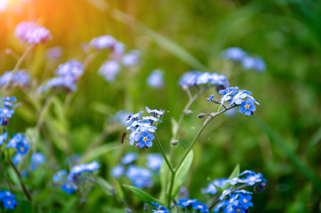 Blue little flowers - forget-me-not close up and green grass. Shal