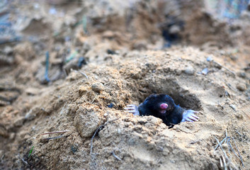Mole crawling out of molehill above ground, showing strong front feet used for digging runs underground. Mole trapping - youngs pest control. Underground creatures damage lawn.