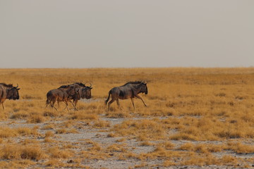 Wildebeest group running in nata in Botswana. Travelling during dry season on holiday.