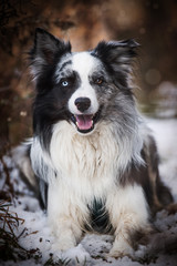 Border collie dog in winter landscape