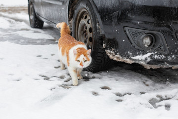 White-red fat cat walks in the snow in the yard near the car