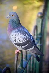 Rock dove or common pigeon or feral pigeon in Kelsey Park, Beckenham, Greater London. A dove (pigeon) sitting on a fence in Kelsey Park, Beckenham, Kent. Rock dove or common pigeon (Columba livia), UK