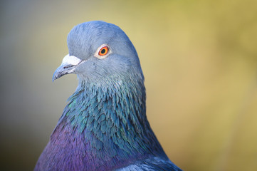 Rock dove or common pigeon or feral pigeon in Kelsey Park, Beckenham, Greater London. Close up of the head of a dove (pigeon) in Kelsey Park, Beckenham. Rock dove or common pigeon (Columba livia), UK.