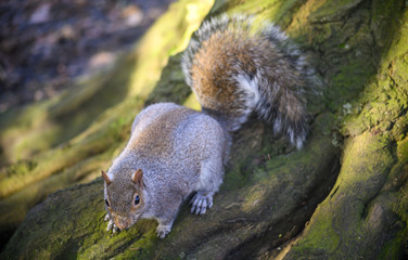 Grey squirrel in Kelsey Park, Beckenham, Greater London. A squirrel climbing on a tree trunk. There...