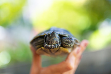 Red Eared Terrapin - Trachemys scripta elegans. Red eared slider turtle in the summer sunlight