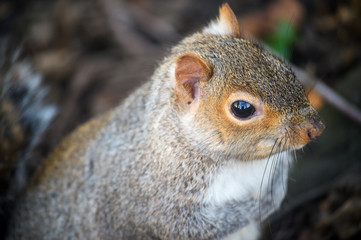 Grey squirrel in Kelsey Park, Beckenham, Greater London. Close up of the head of a squirrel. There are many grey squirrels in Kelsey Park, Beckenham, Kent. Grey squirrel (Sciurus carolinensis), UK.