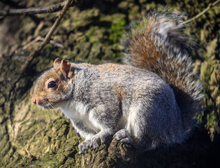 Grey squirrel in Kelsey Park, Beckenham, Greater London. A squirrel climbing on a tree trunk. There are many grey squirrels in Kelsey Park, Beckenham, Kent. Grey squirrel (Sciurus carolinensis), UK.
