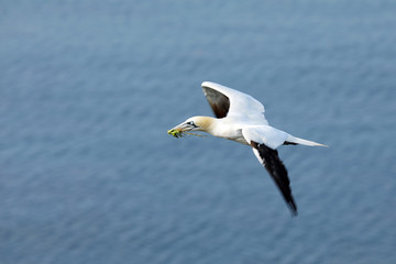 Fototapeta na wymiar The northern gannet (Morus bassanus) is a seabird, largest of the gannet family, Sulidae. It is native to the coasts of Atlantic Ocean, breeding in Western Europe and North America