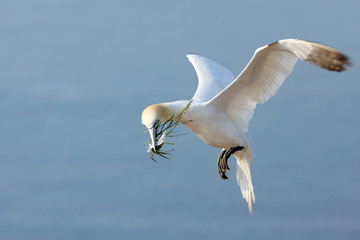 The northern gannet (Morus bassanus) landing with nesting material in his beak, with sea water on background. Helgoland, Germany