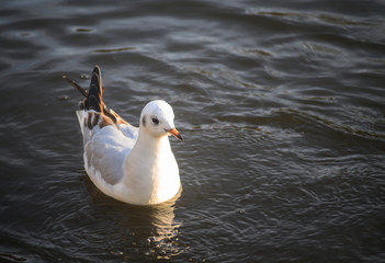 Black-headed gull in winter plumage in Kelsey Park, Beckenham, Greater London. A black-headed gull swims on the lake in Kelsey Park, Beckenham, Kent. Black-headed gull (Larus ridibundus), UK.