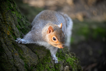 Grey squirrel in Kelsey Park, Beckenham, Greater London. A squirrel climbing on a tree trunk. There are many grey squirrels in Kelsey Park, Beckenham, Kent. Grey squirrel (Sciurus carolinensis), UK.