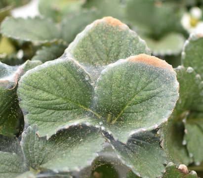 A severe infestation of two-spotted spider mites (Tetranychus urticae) on strawberry leaves in Mexico.