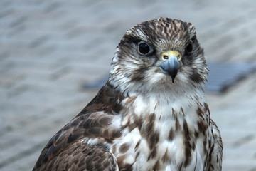 portrait of a falcon