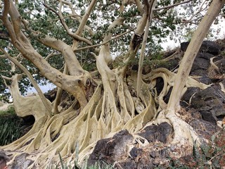 árbol sobre rocas