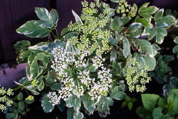 The white flower clusters of Bishop's Goutweed