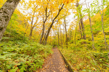 Beautiful fall color of the Oirase Gorge
