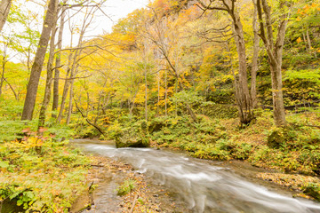 Beautiful fall color of the Oirase Gorge