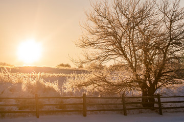 The sun rising over a snow covered hill with a frosty tree, grasses and fence.