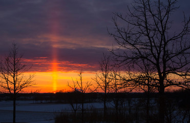 Brilliant sunset with a sun pillar and silhouetted oak trees.