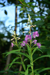 Blooming willowherb or fireweed in summer garden. Epilobium Angustifolium.
