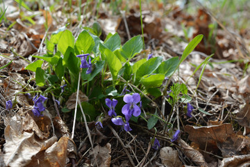 Viola reichenbachiana. Small violet flowers and green leaves of beautiful forest plant in early spring.