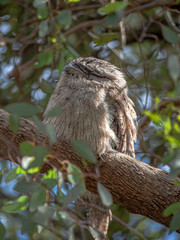 Tawny frogmouth on Log vert