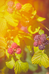 Photo ripe raspberries branch. Red raspberries. Raspberries on a branch in the garden. Raspberries in the sun. Red berry with green leaves in the sun.