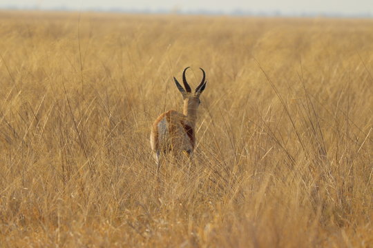 One lonely impala running away in nata in Botswana on holiday. Traveling during dry season in summer.