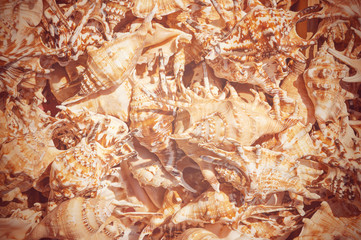 Seashells background. Background from exotic shells. Sea mollusks close-up. Top view close up of mollusk. Texture of shells top view. Concept group of sea shells.