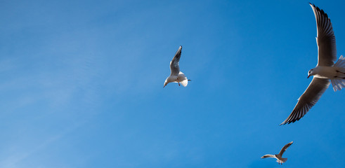 the flight of birds against the blue sky in backlight