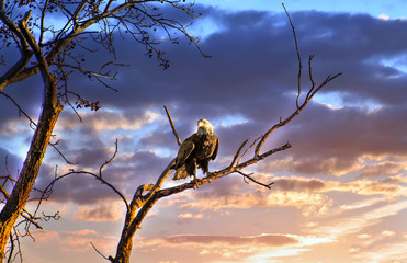 Majestic Bald Eagle perched on a tree branch in the sun against a beautiful sunset sky