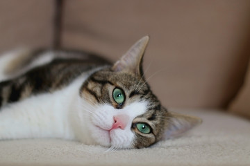 Sleepy tabby cat lying on a couch. Selective focus.