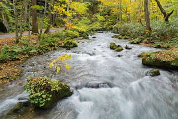Fototapeta premium Beautiful fall color of the Oirase Gorge