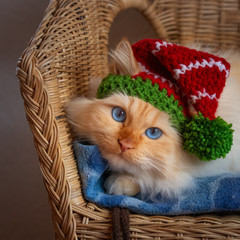 White blue-eyed cat wearing an elf hat for Christmas