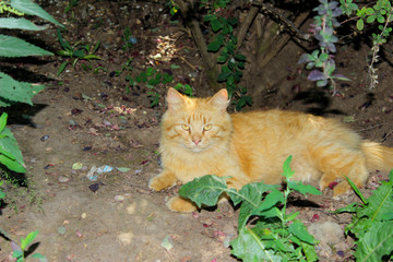 Naklejka na ściany i meble Cute red tabby cat lying in the garden. Stray red cat outdoor. Animals, pets concept.