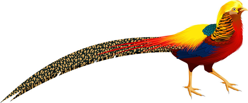 vector chinese Golden pheasant illustration