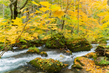 Fototapeta na wymiar Beautiful fall color of the Oirase Gorge