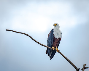 African fish eagle scoping the waters of the Nile River