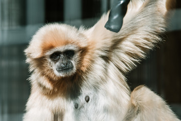 Close-up shot of a gibbon monkey